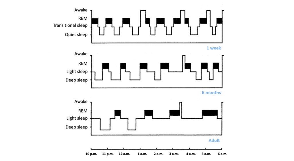 Sleep cycle comparison children and adults