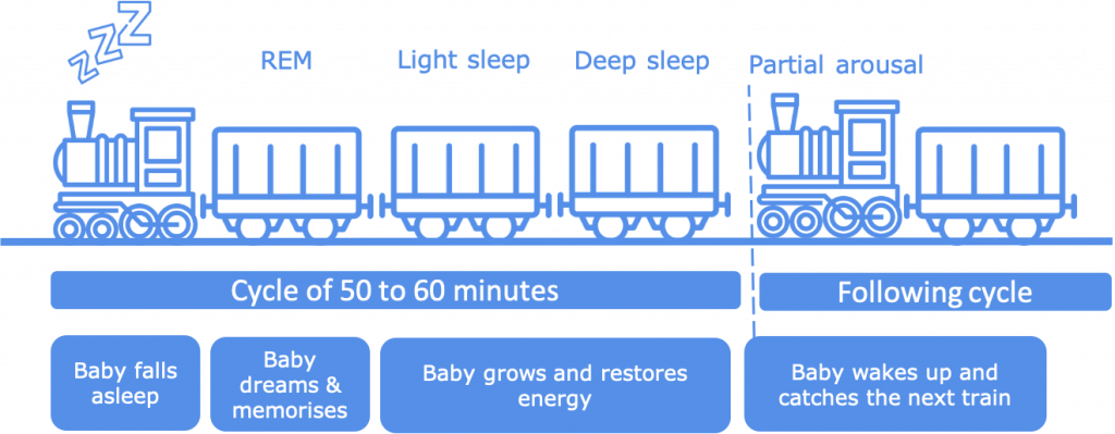 Sleep cycles train - 6 months baby